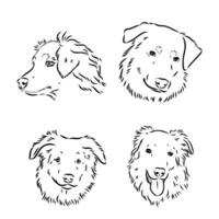 Australian Shepherd vector sketch