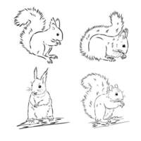 squirrel vector sketch