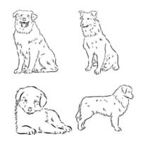 Australian Shepherd vector sketch