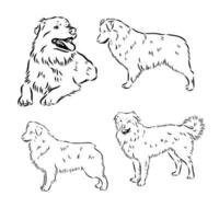 Australian Shepherd vector sketch