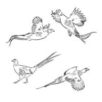 pheasant vector sketch