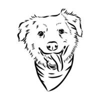 Australian shepherd dog vector sketch