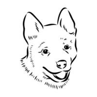 Australian cattle dog vector sketch