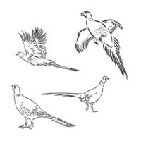 pheasant vector sketch