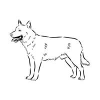 Australian cattle dog vector sketch