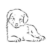 Australian shepherd dog vector sketch