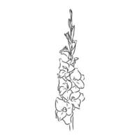 gladiolus flower vector sketch