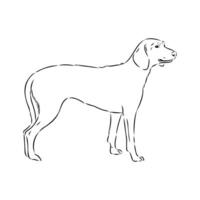 Austrian black and tan hound vector sketch