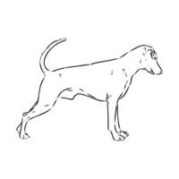 Austrian pinscher vector sketch