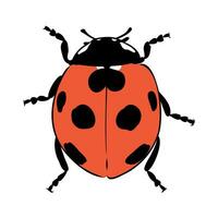 insect ladybug vector sketch