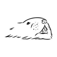 muskrat vector sketch