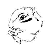 chipmunk vector sketch