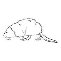 muskrat vector sketch