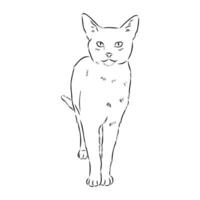 cat vector sketch