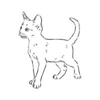 cat vector sketch