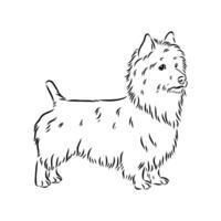 australiano terrier vector bosquejo