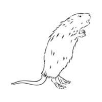 muskrat vector sketch