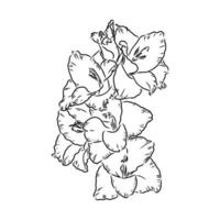 gladiolus flower vector sketch