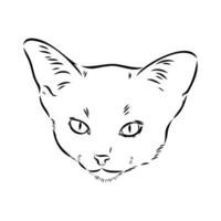 cat vector sketch