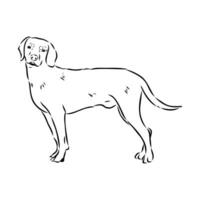 Austrian black and tan hound vector sketch