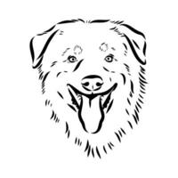 Australian shepherd dog vector sketch