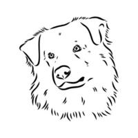 Australian shepherd dog vector sketch