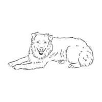 Australian shepherd dog vector sketch