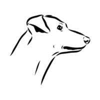 Austrian pinscher vector sketch