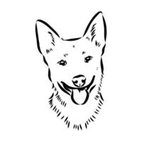 Australian cattle dog vector sketch