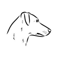 Austrian pinscher vector sketch