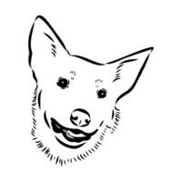 Australian cattle dog vector sketch