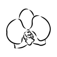 orchid flower vector sketch