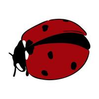 insect ladybug vector sketch