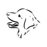 Australian shepherd dog vector sketch