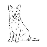 Australian cattle dog vector sketch