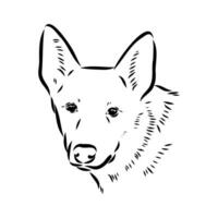 Australian cattle dog vector sketch