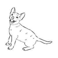 Australian cattle dog vector sketch