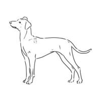 austriaco pinscher vector bosquejo