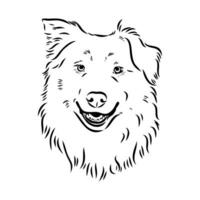 Australian shepherd dog vector sketch