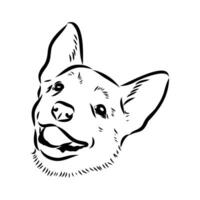 Australian cattle dog vector sketch