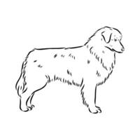 Australian shepherd dog vector sketch