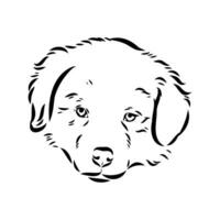 Australian shepherd dog vector sketch