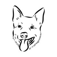 Australian cattle dog vector sketch