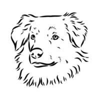 Australian shepherd dog vector sketch