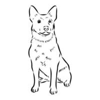 Australian cattle dog vector sketch