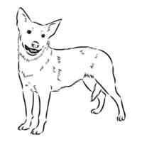 Australian cattle dog vector sketch