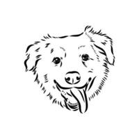 Australian shepherd dog vector sketch