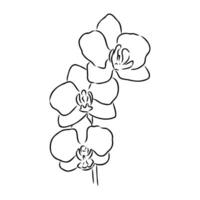 orchid flower vector sketch