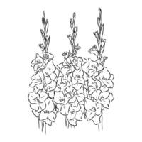 gladiolus flower vector sketch