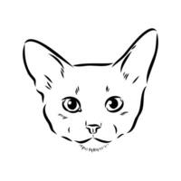 cat vector sketch